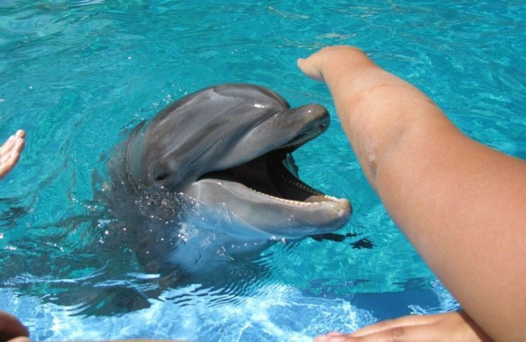 best of Sperm porn dolphin