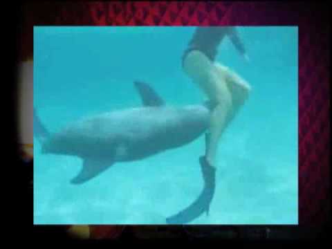 Dolphin sperm porn
